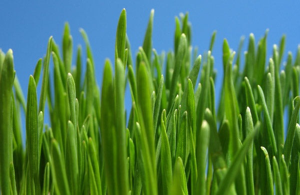 Barley, Hulls on 150 G