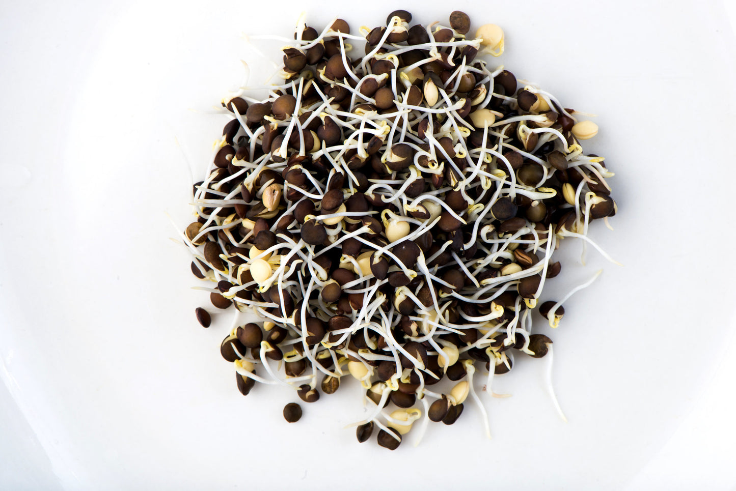 Lentils, Small Black 150 G/300 G