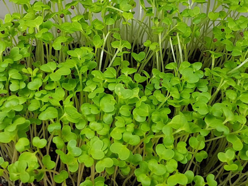 Bok Choy (AKA Pak Choi, Chinese Cabbage) 75 G