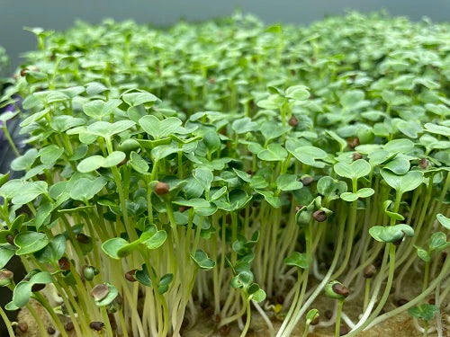 Radish, Daikon 150 G