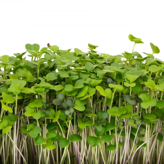 Mellow Microgreen Mix 150 G