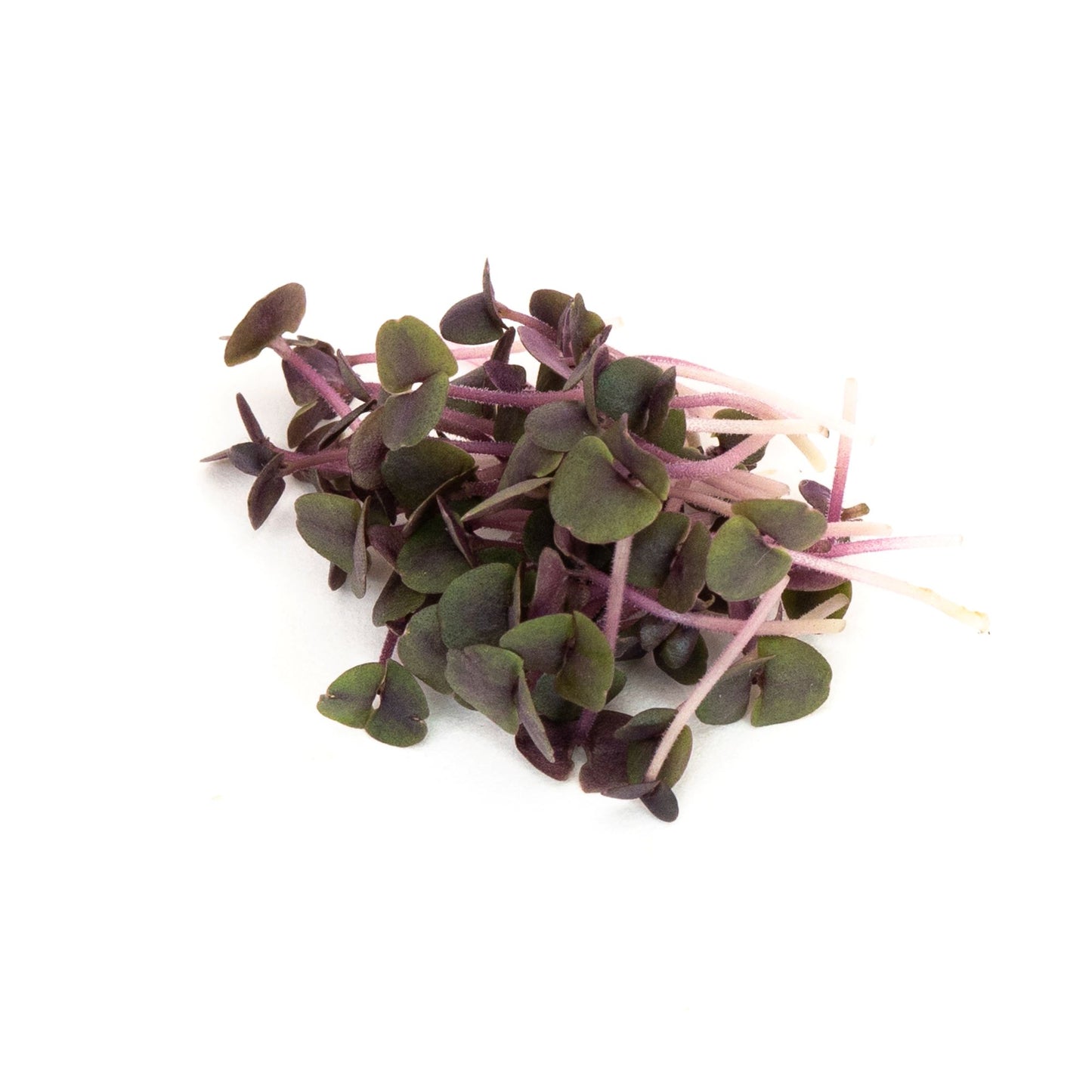 Basil, Purple 75 G