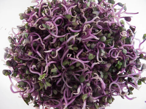 Kohlrabi, Purple 75 G