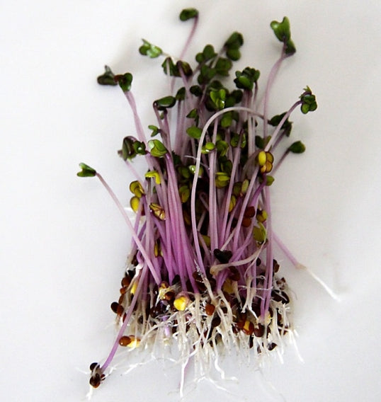 Cabbage, Red 75 G