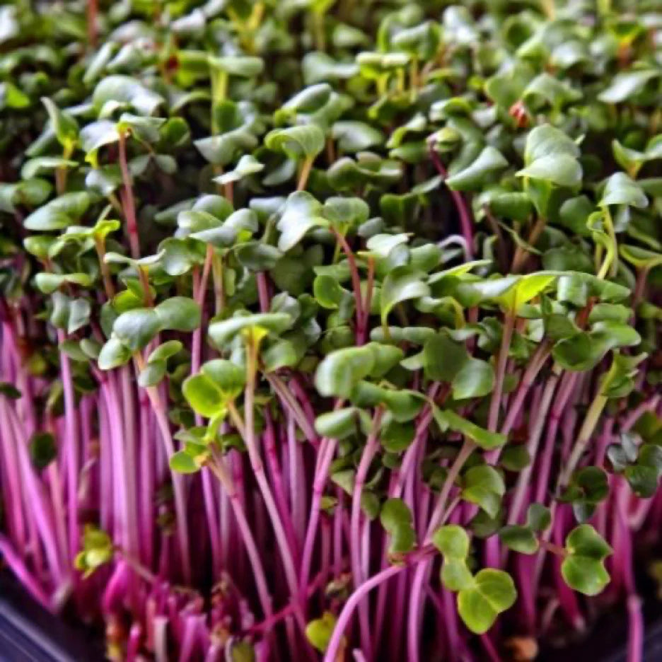 Kale, Red 75 G