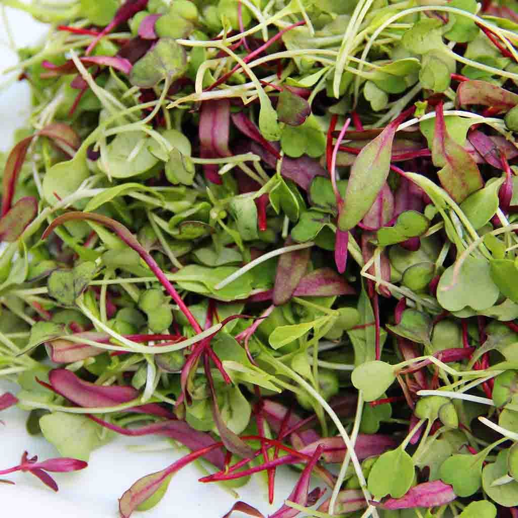 Spicy Microgreen Blend 150 G