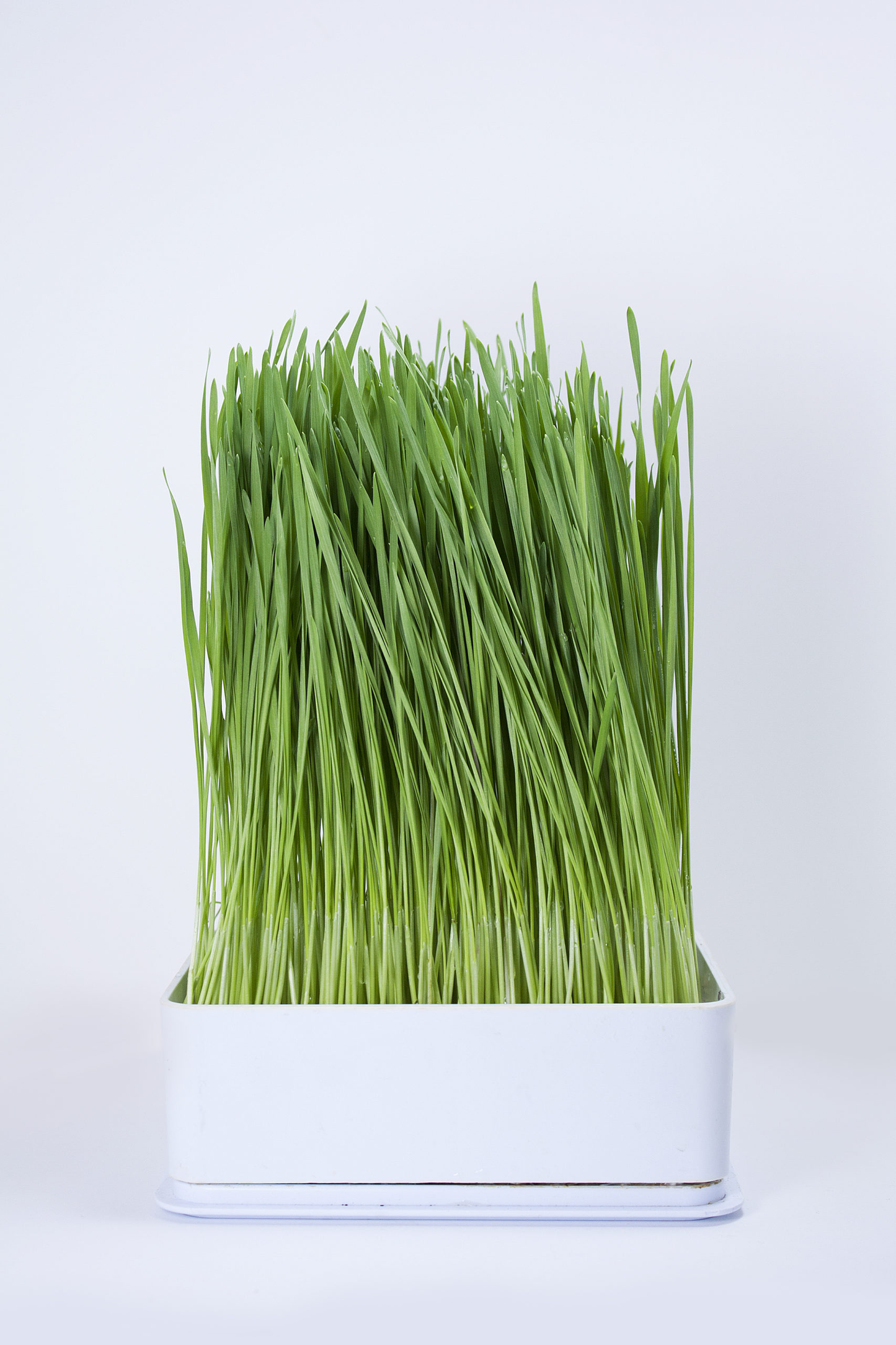 Wheat, Hard Red Spring 150G/300G