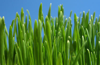 Barley, Hulls on 150 G