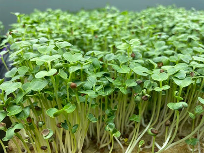 Radish, Daikon 150 G