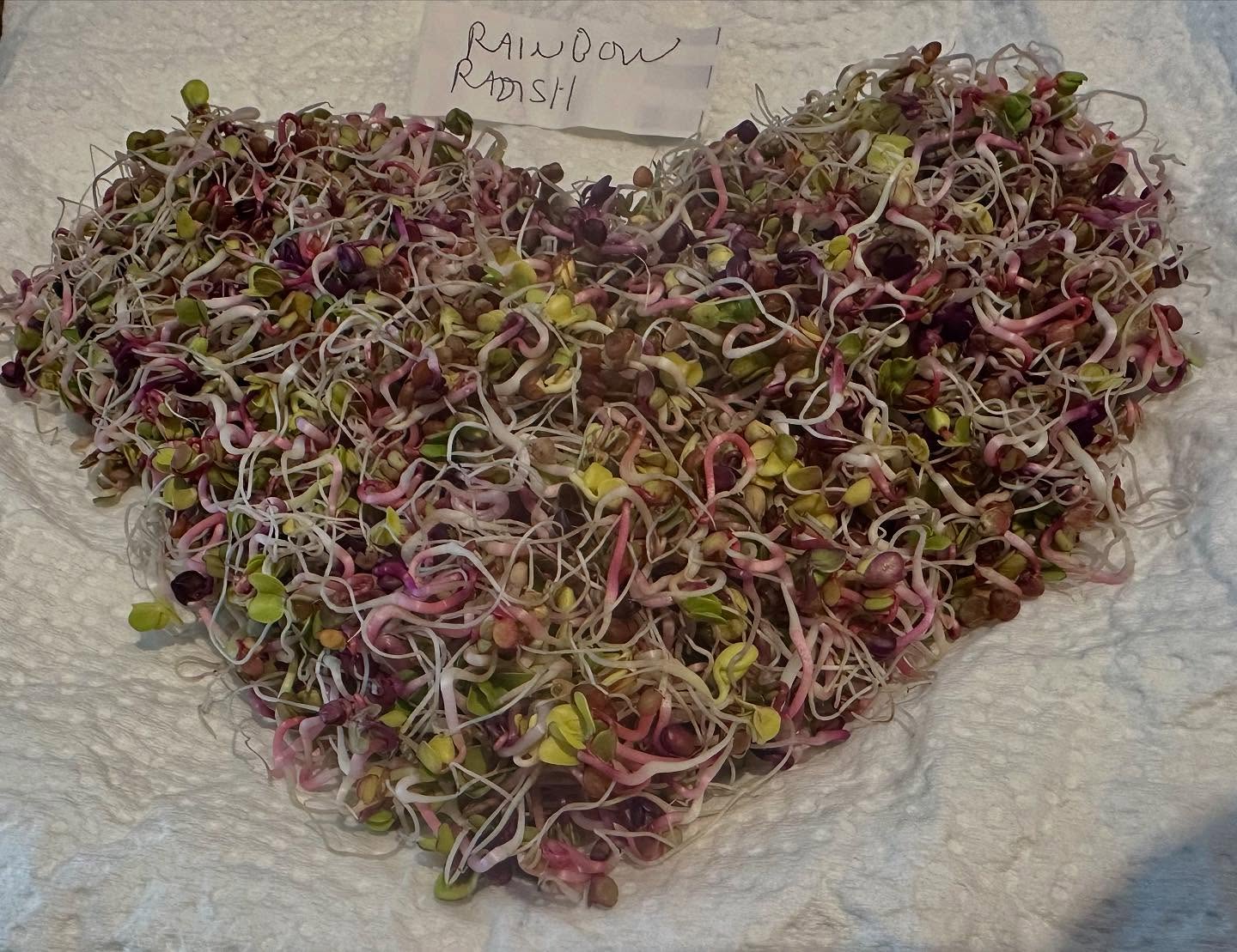 Radish, Rainbow Blend 150 G