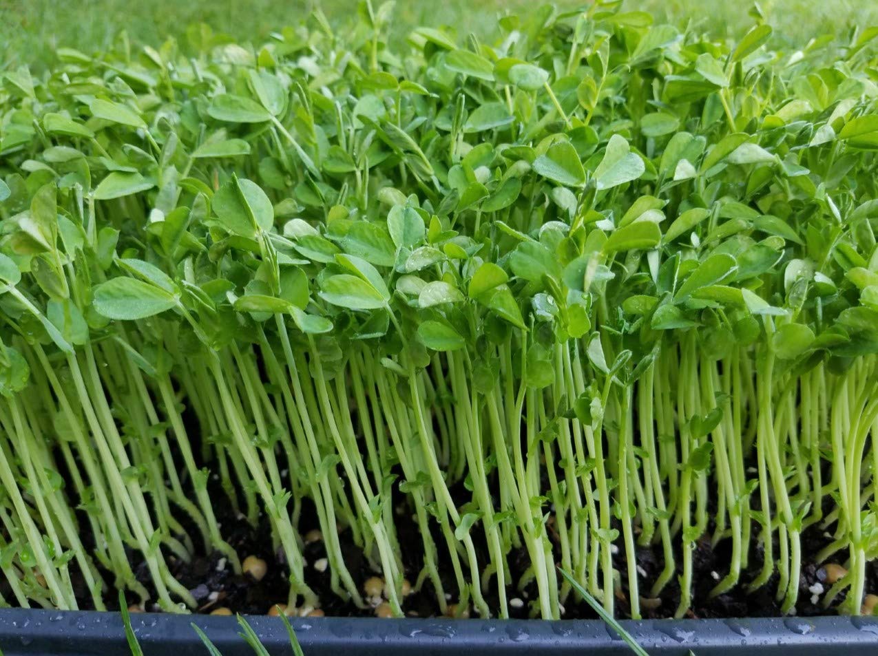 Peas, Speckled 300 G